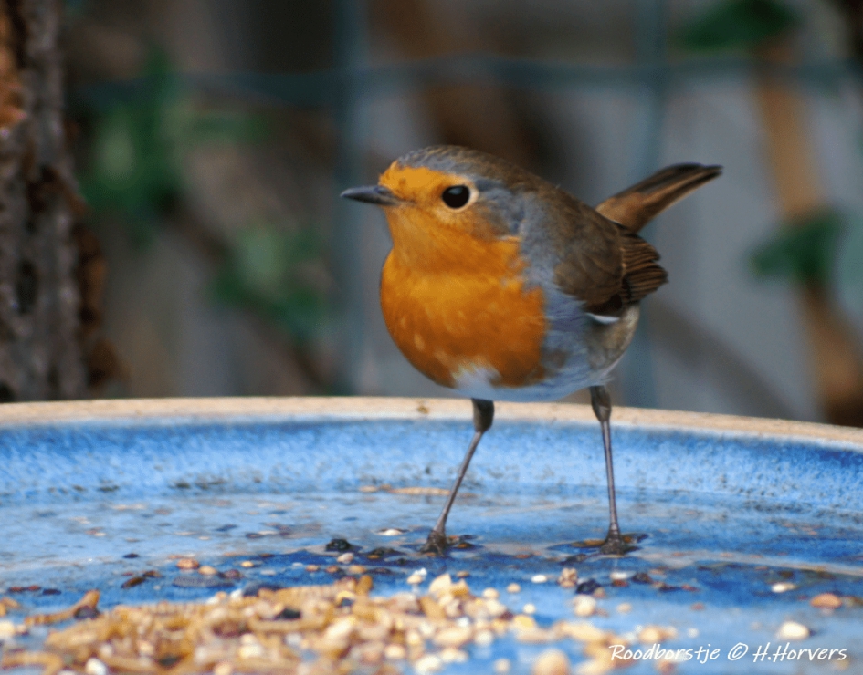 Roodborstje - Vogels - Roodborstje