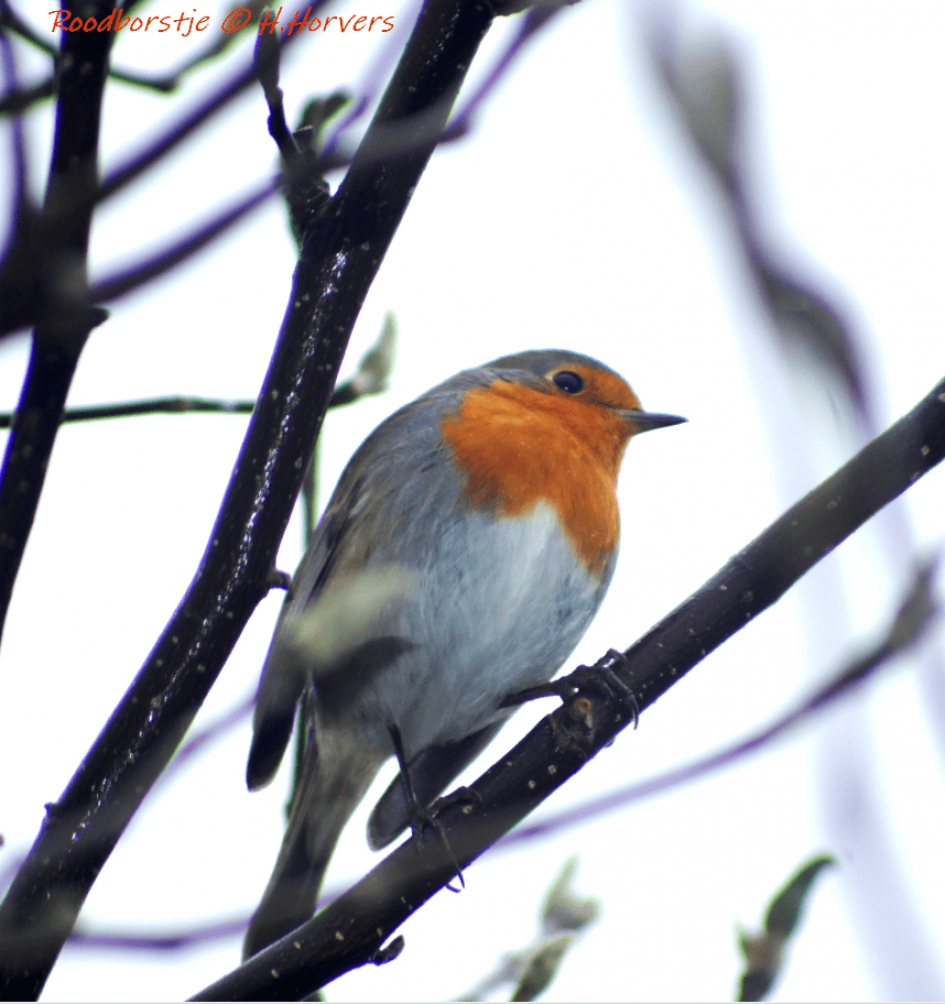 Roodborstje - Vogels - Roodborstje