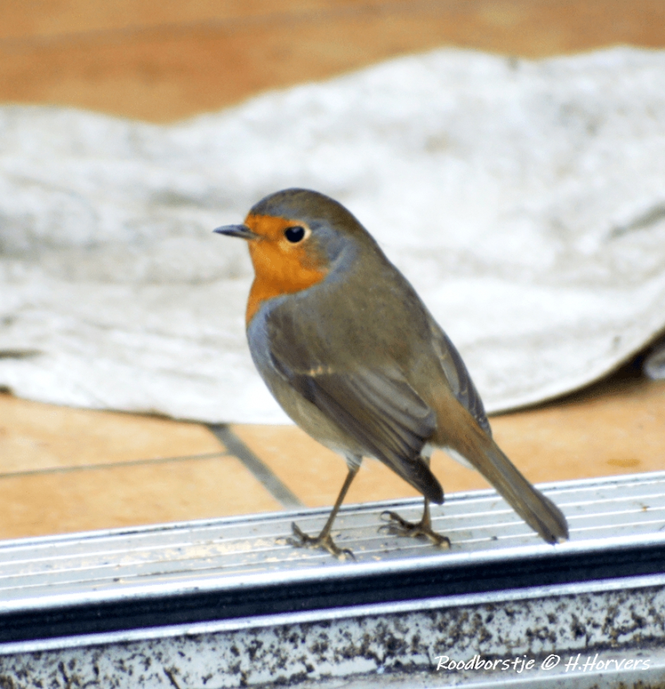 Roodborstje - Vogels - Roodborstje