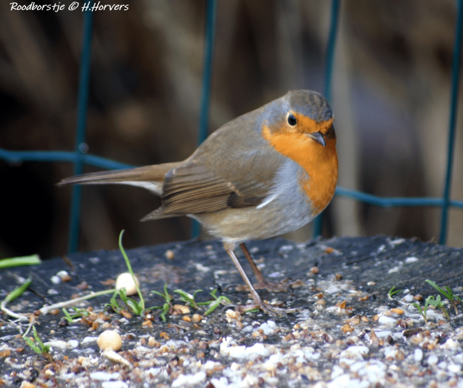 Roodborstje - Vogels - Roodborstje