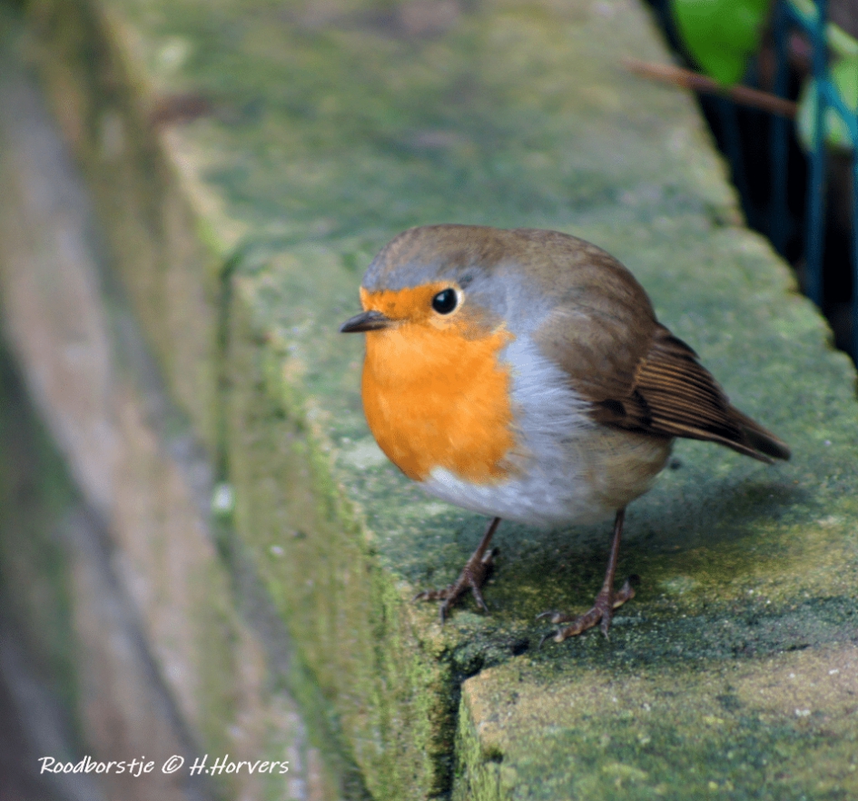 Roodborstje - Vogels - Roodborstje