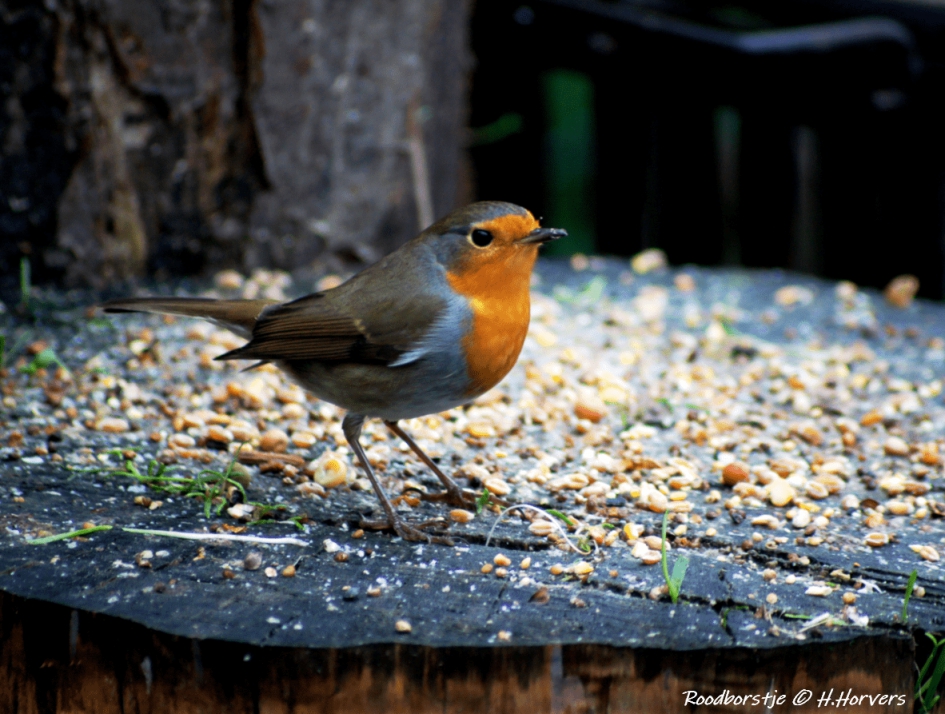 Roodborstje. - Vogels - Roodborstje.