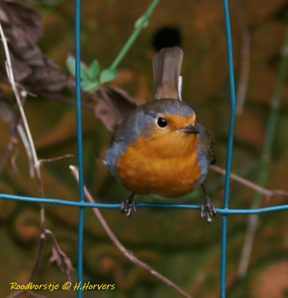 Roodborstje - Vogels - Roodborstje