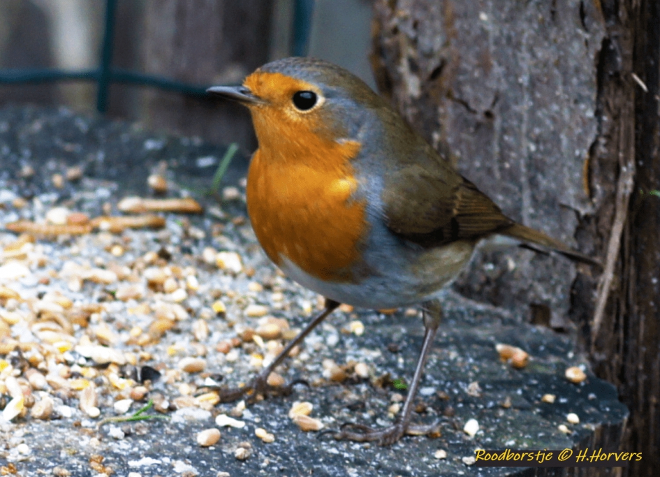 Roodborstje - Vogels - Roodborstje