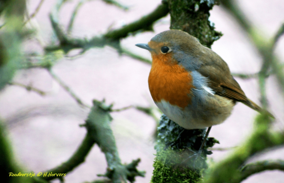 Roodborstje - Vogels - Roodborstje ...