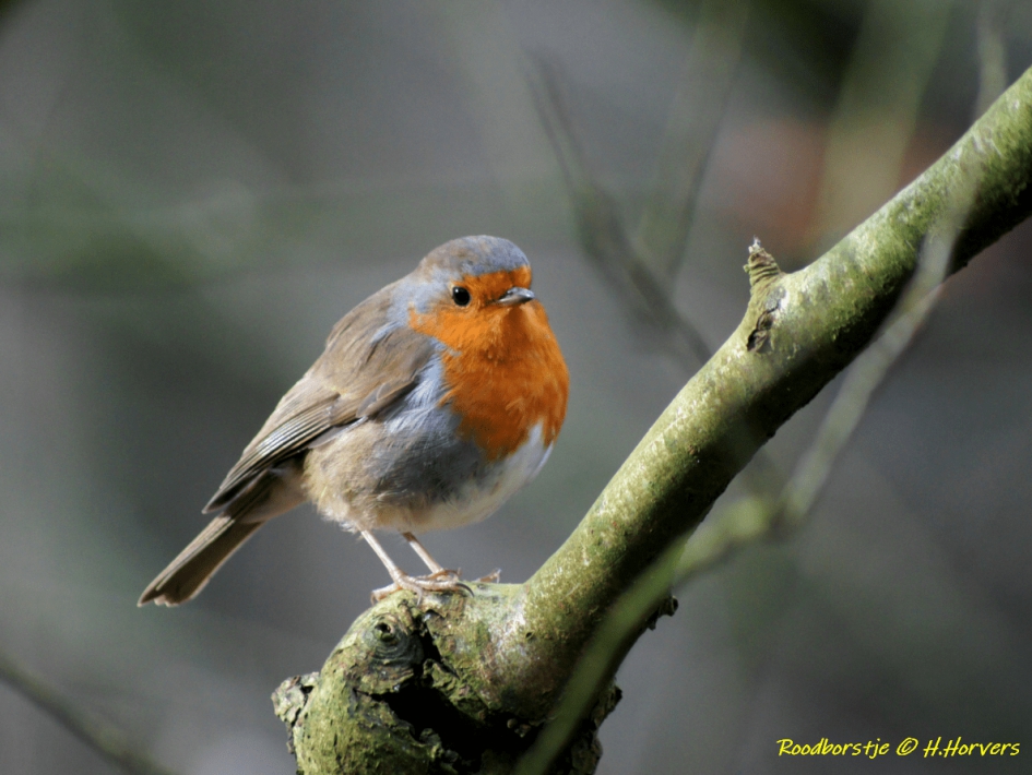 Roodborstje - Vogels - Roodborstje ...