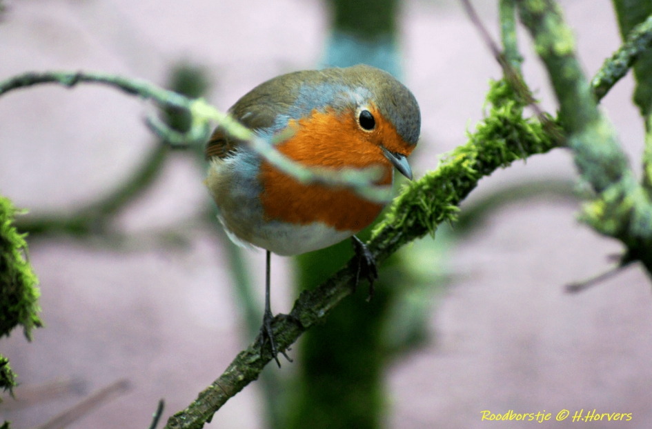 Roodborstje - Vogels - Roodborstje