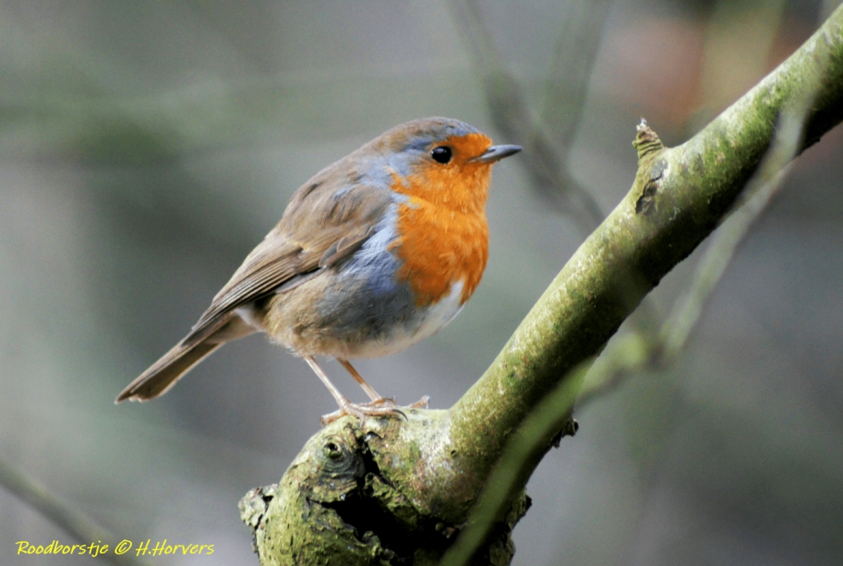 Roodborstje - Vogels - Roodborstje