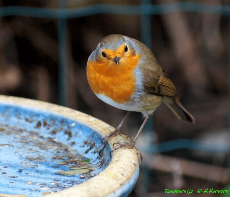 Roodborstje - Vogels - Roodborstje