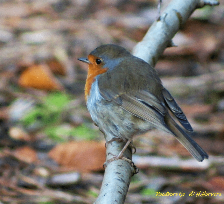 Roodborstje - Vogels - Roodborstje