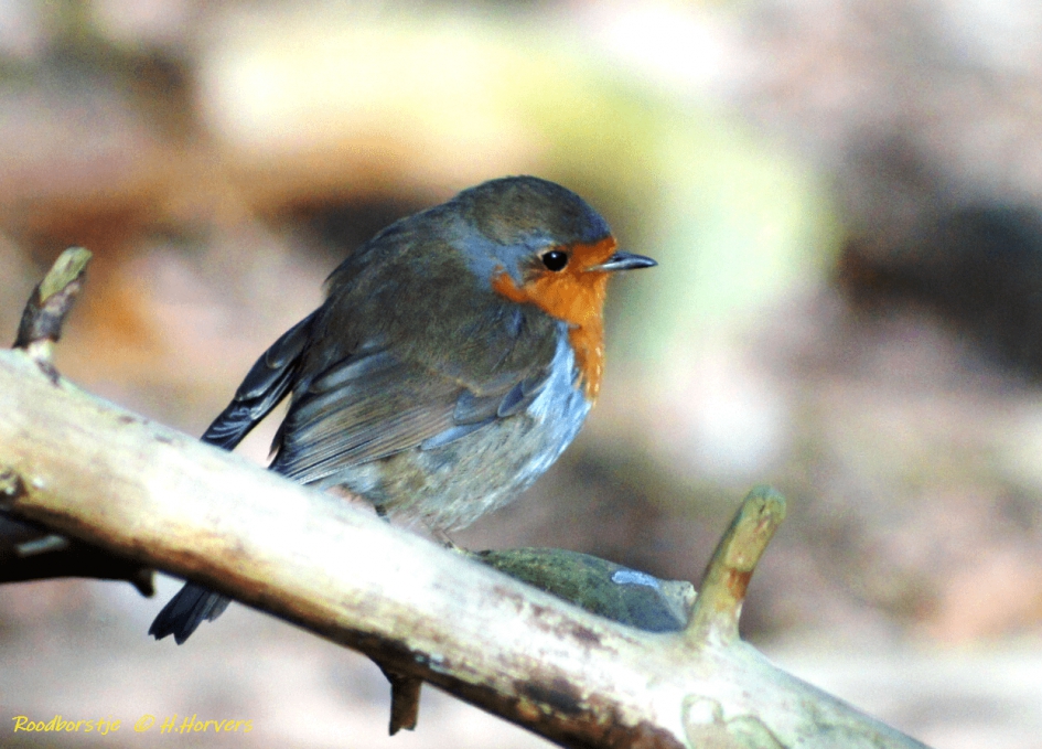 Roodborstje - Vogels - Roodborstje