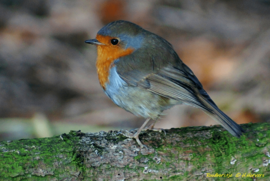 Roodborstje - Vogels - Roodborstje