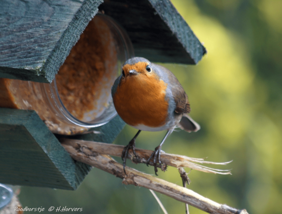 Roodborstje - Vogels - Roodborstje