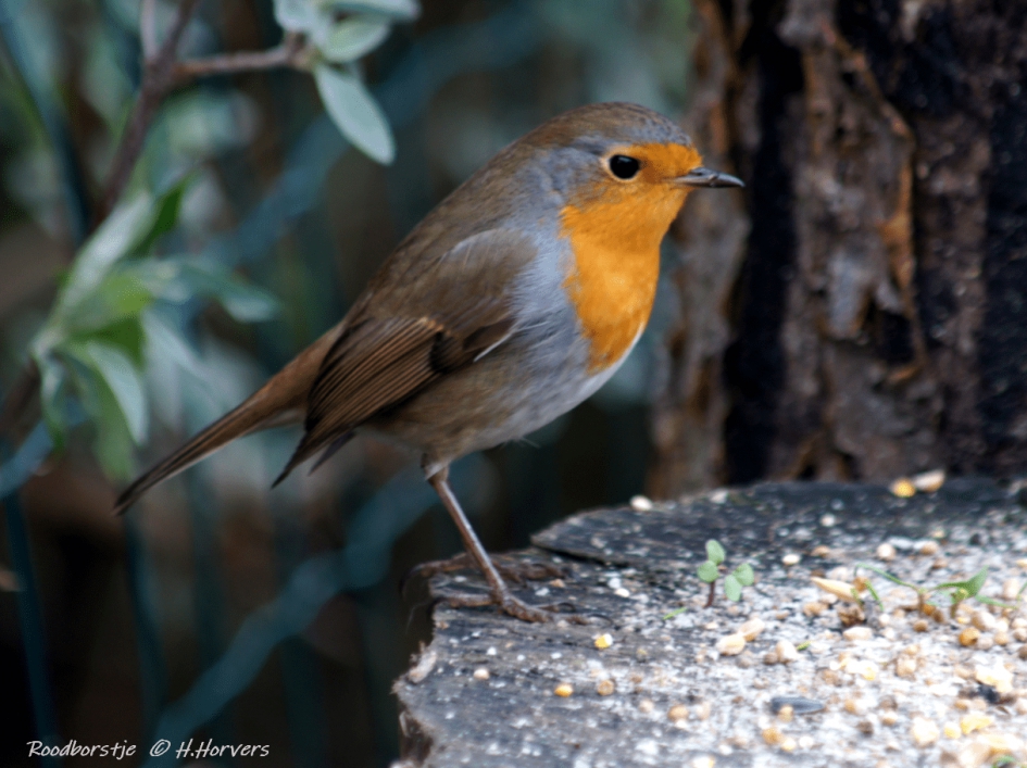Roodborstje - Vogels - Roodborstje