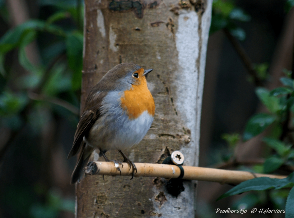 Roodborstje - Vogels - Roodborstje