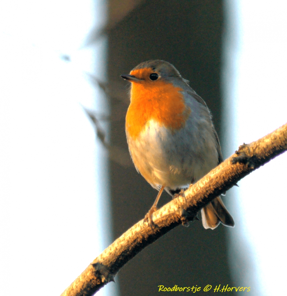Roodborstje - Vogels - Roodborstje