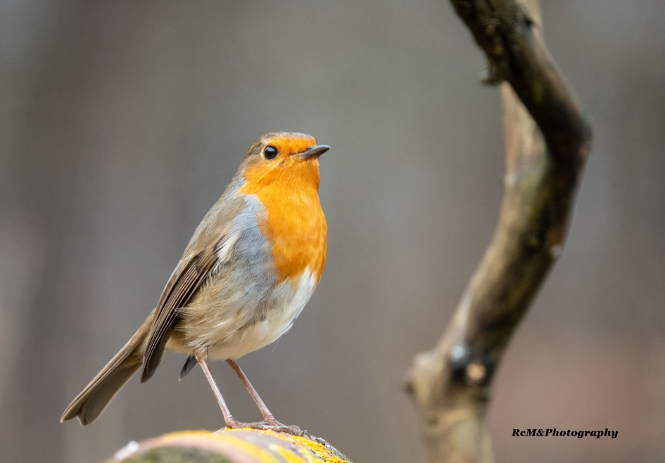 Roodborstje. - Vogels - Roodborstje.