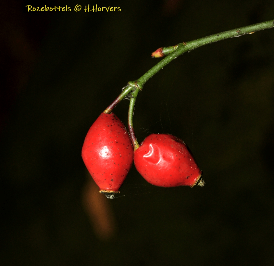 Rozebottels - Planten - Rozebottels