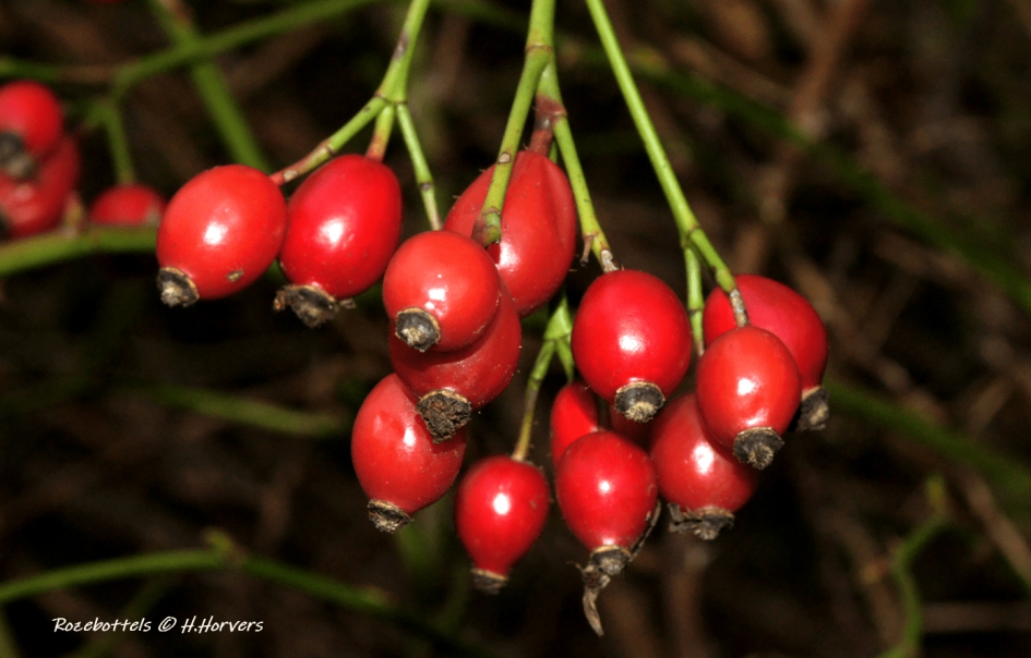 Rozebottels - Planten - Rozebottels