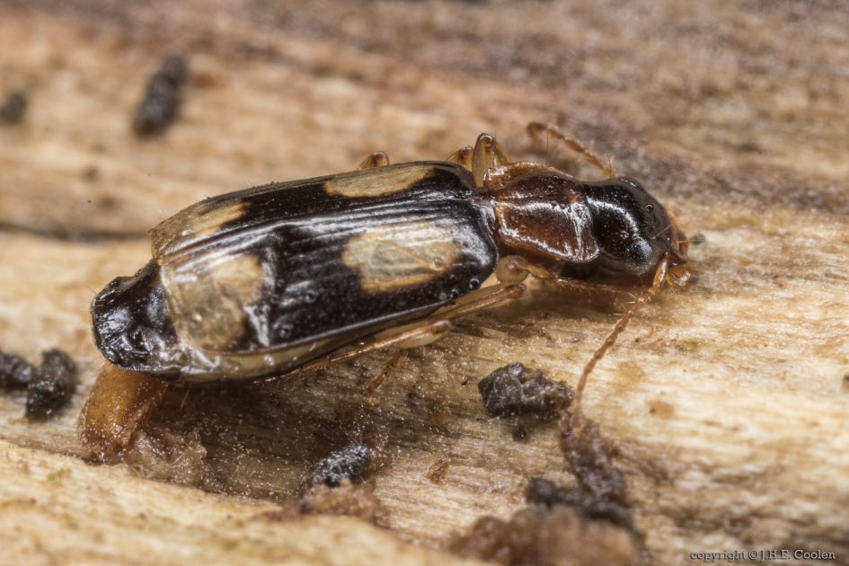 Schorsloopkever (Dromius quadrimaculatus) - Geleedpotigen - Schorsloopkever