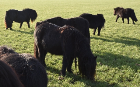 Shetland ponys