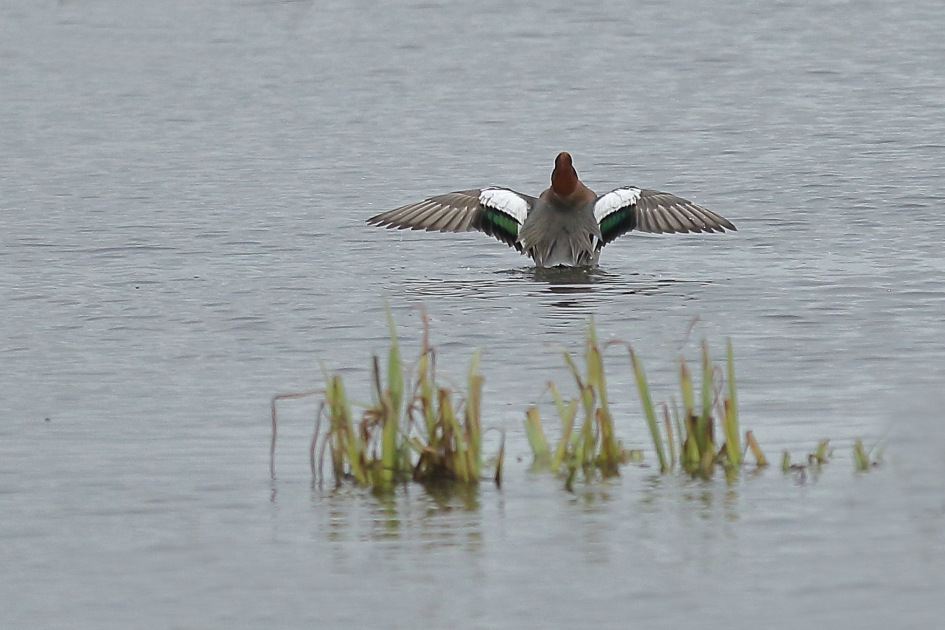 showtime - Vogels - smient