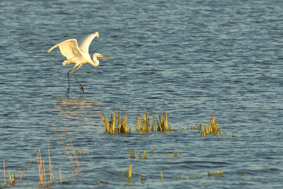 sierlijk - Vogels - grote zilverreiger