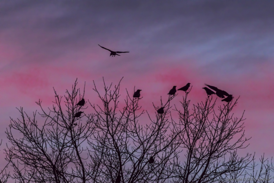 Silhouetten..... - Vogels - Kraai