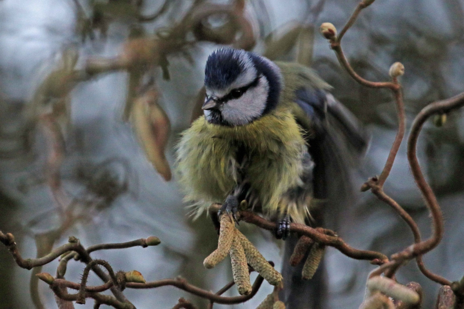 Slechte haardag... - Vogels - Pimpelmees