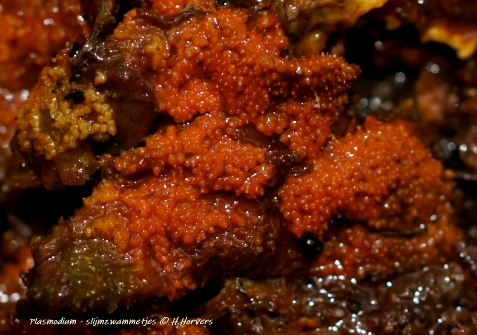 slijmzwammetjes - plasmodium - Schimmels - slijmzwammetjes