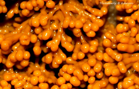 Slijmzwammetjes - Troskalknetje