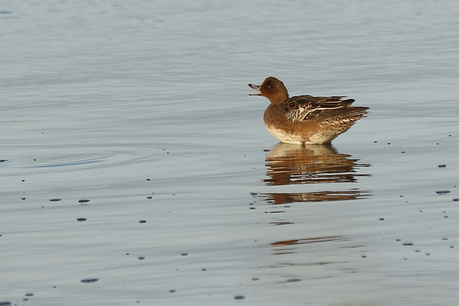 smient -v- - Vogels - smient