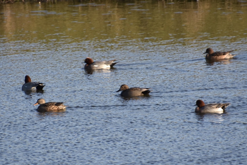 Smienten - Vogels - 