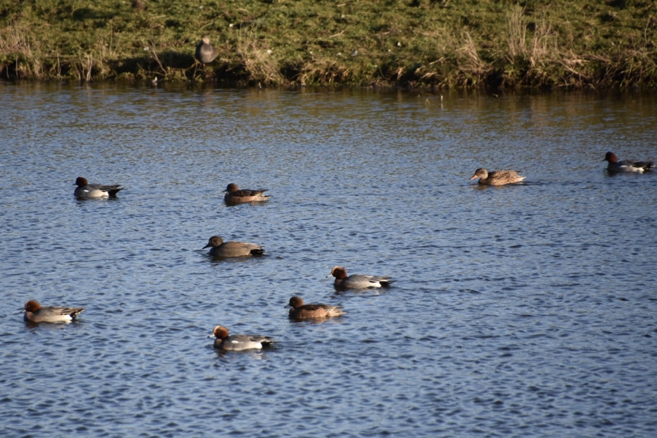 Smienten - Vogels - 