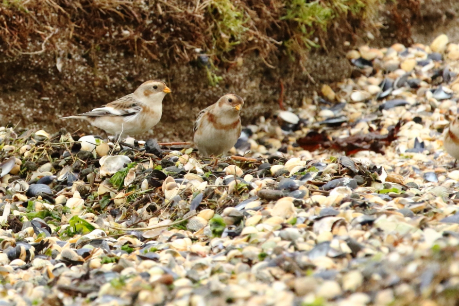 sneeuwgors - Vogels - sneeuwgors