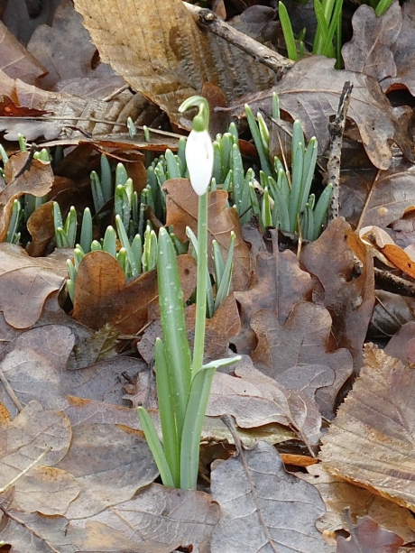 Sneeuwklokje