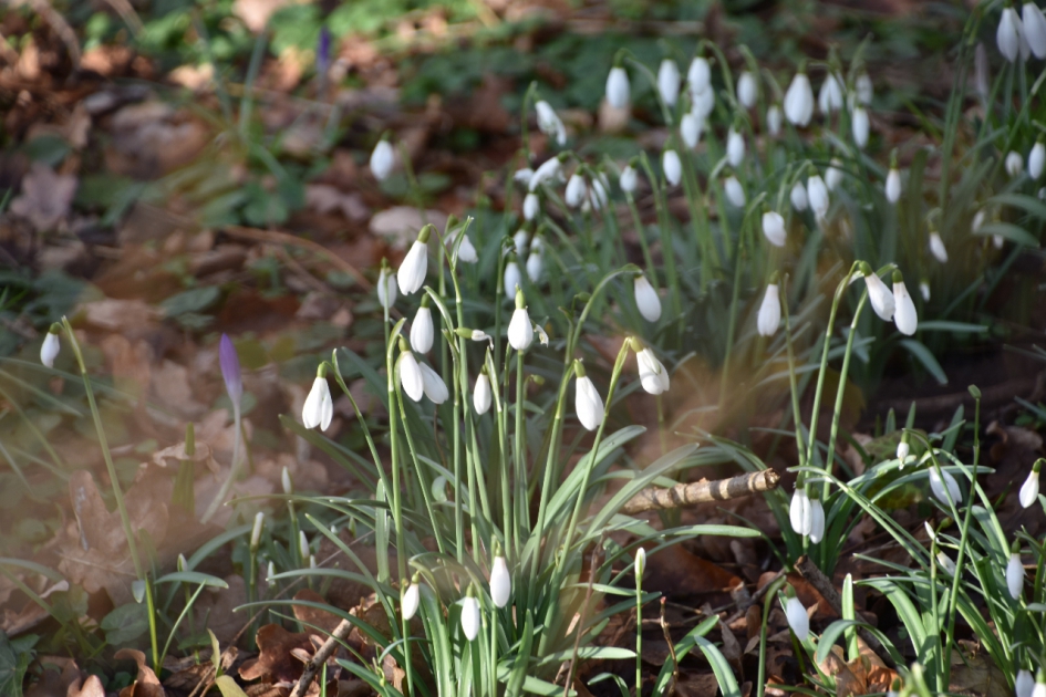 Sneeuwklokjes - Planten - 