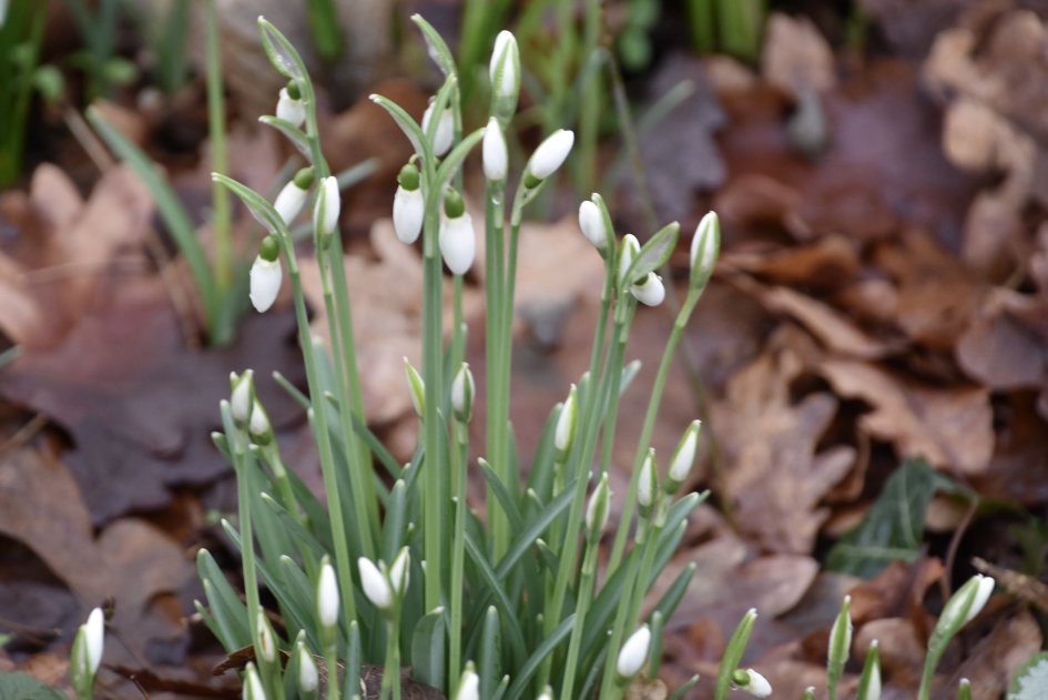 Sneeuwklokjes - Planten - 