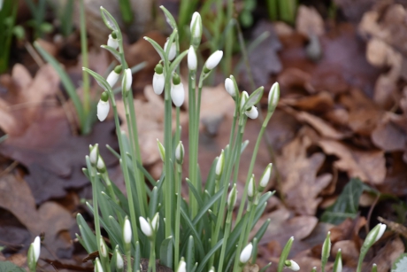 Sneeuwklokjes