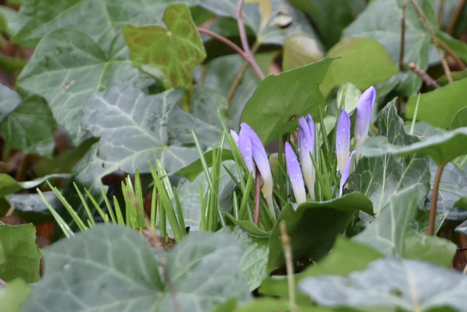 Krokussen tussen de bladeren van de klimop - Planten - 
