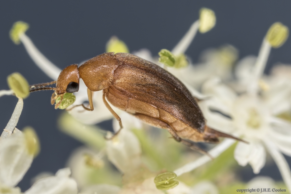 Spartelkever (Mordellistena neuwaldeggiana) - Geleedpotigen - Spartelkever