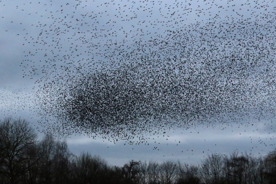 Spreeuwen - Vogels - 