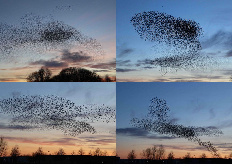 Spreeuwenpracht - Vogels - 