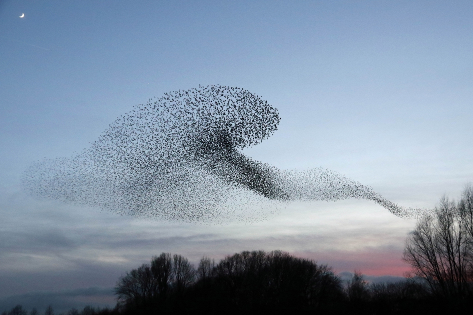 Spreeuwenwolk - Vogels - 
