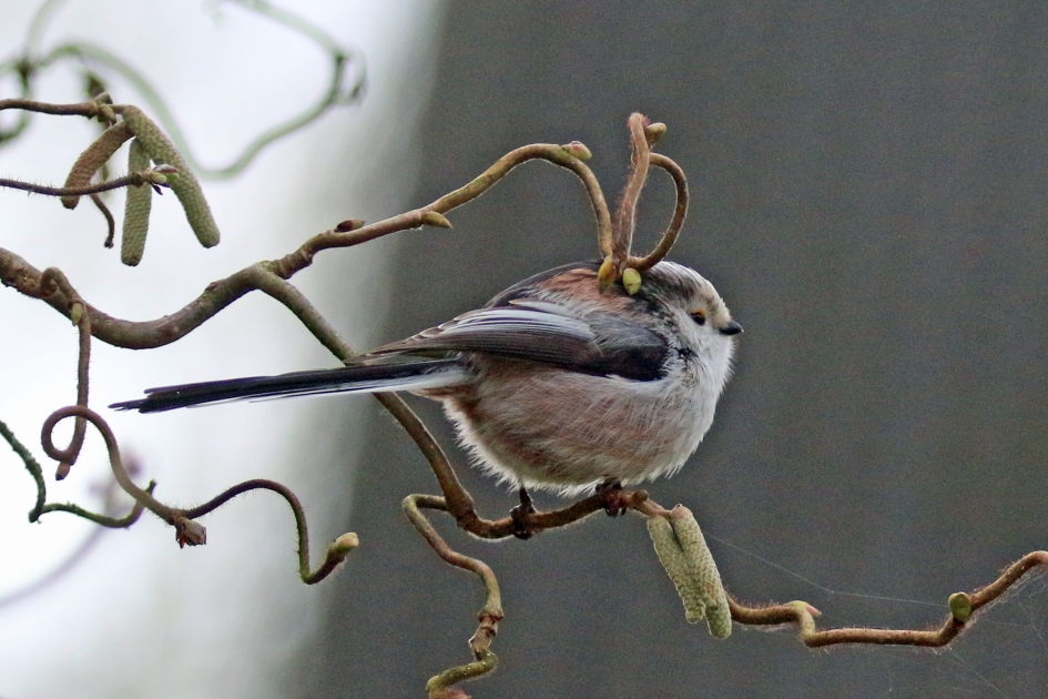 Staartmees - Vogels - 