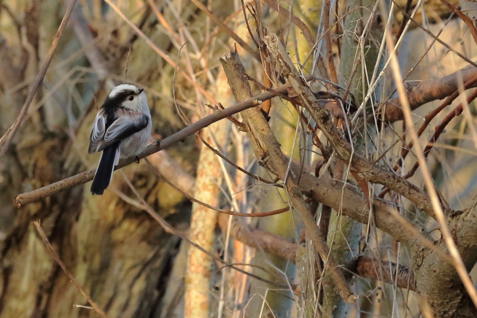 staartmees - Vogels - staartmees