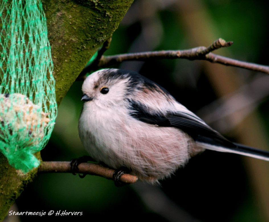 Staartmeesje - Vogels - Staartmeesje