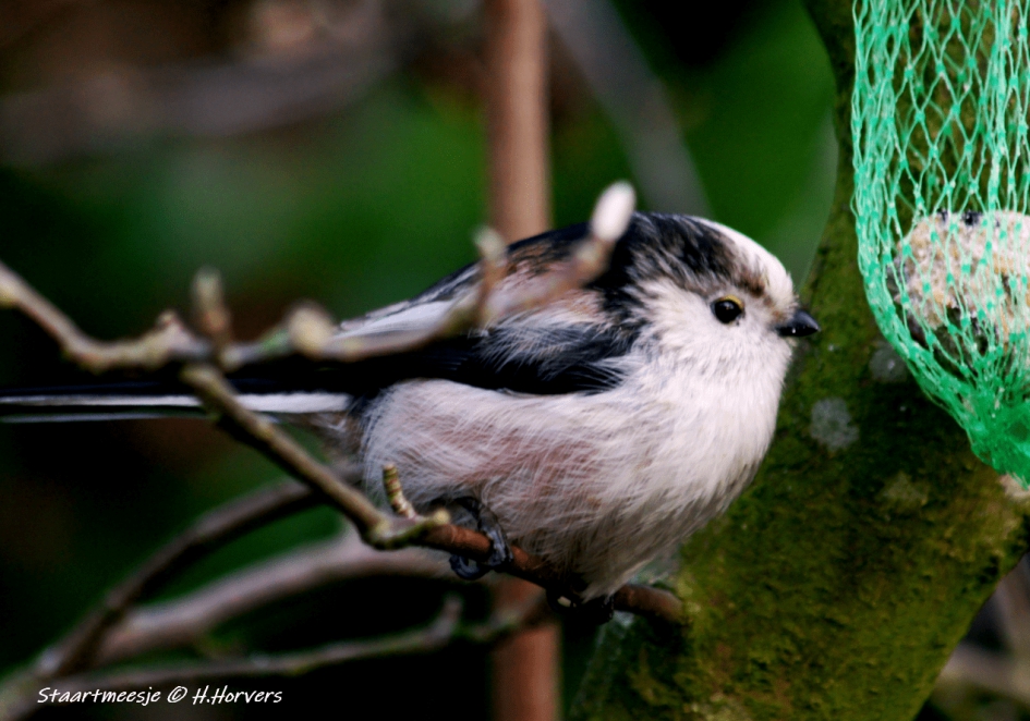 Staartmeesje - Vogels - Staartmeesje