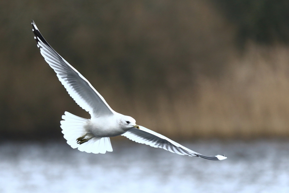 stormmeeuw - Vogels - stormmeeuw