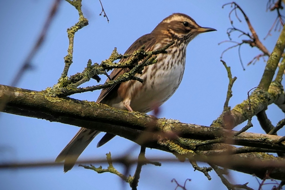 Stralend weer. - Vogels - Koperwiek
